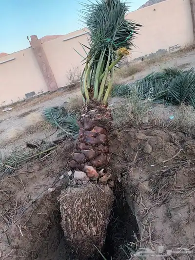 يوجد لدينا جميع انواع انخيل 7