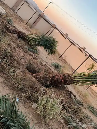 يوجد لدينا جميع انواع انخيل 6