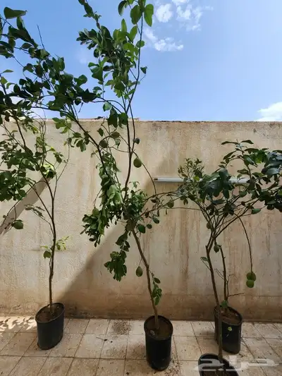 شجر ليمون اصفر مثمر 1