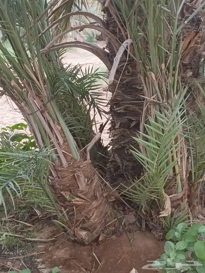 فسايل البيع اخلاص ومجدوله فاخر باسعار مناسبه الجميع 3