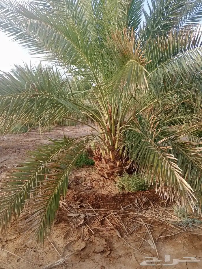 نخل مجدول وصقعي 2
