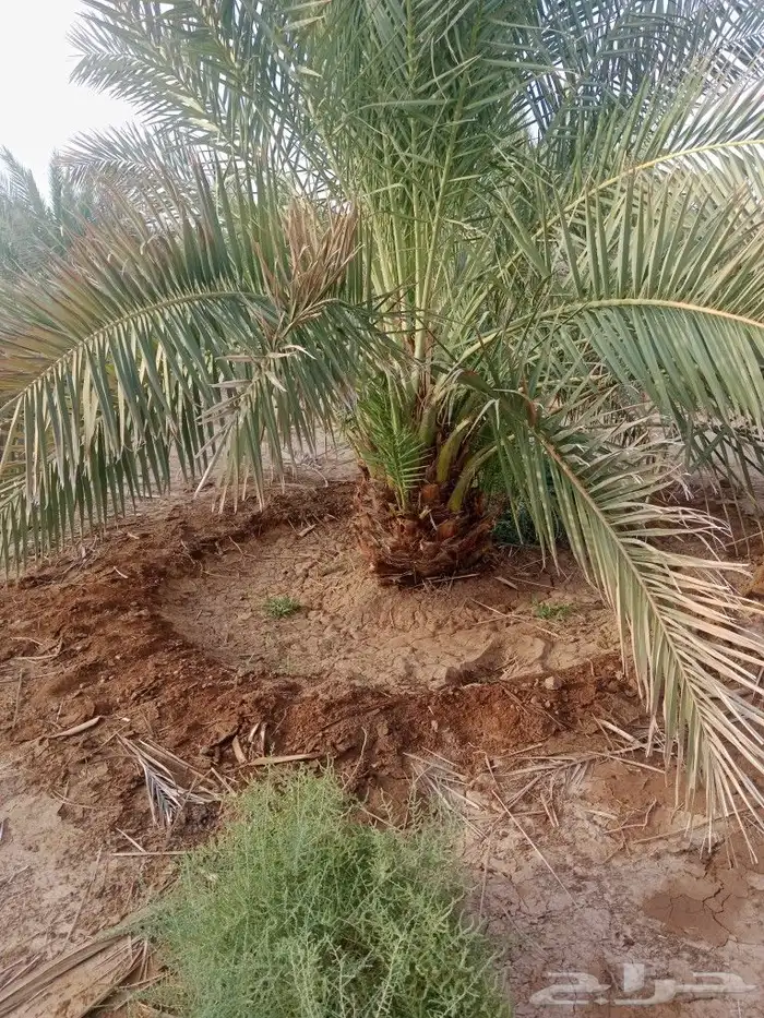 نخل مجدول وصقعي 0