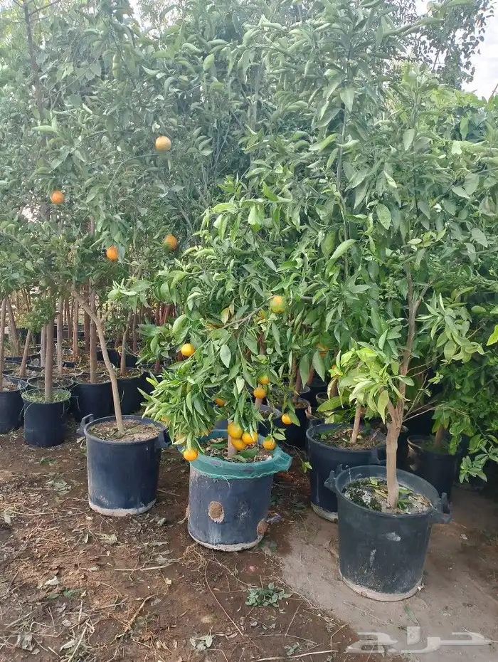 سرو ايطالي رقم وحد من 3 متر مترين متر 7