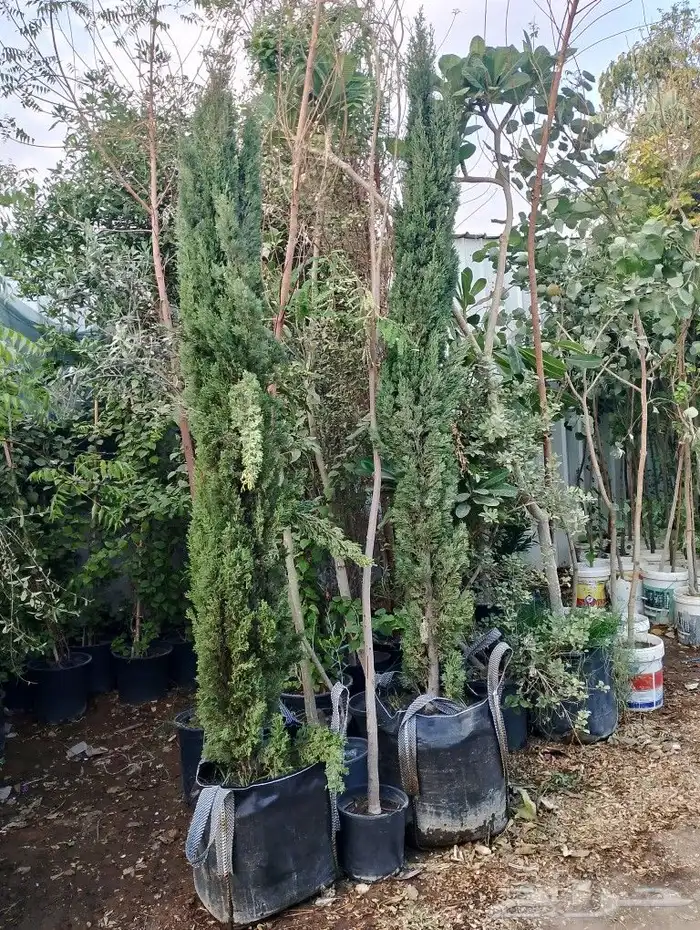 سرو ايطالي رقم وحد من 3 متر مترين متر 3