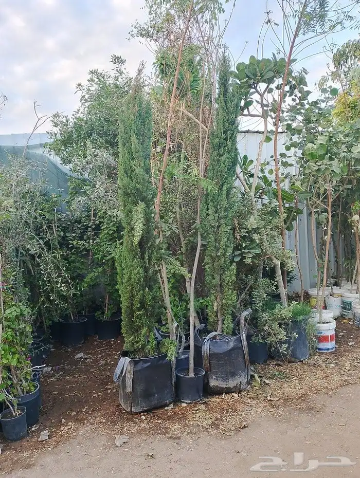 سرو ايطالي رقم وحد من 3 متر مترين متر 1