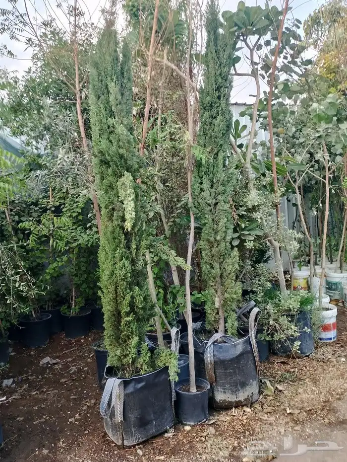 سرو ايطالي رقم وحد من 3 متر مترين متر 2