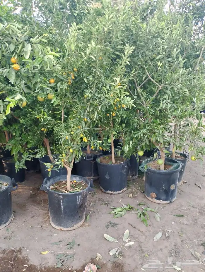 سرو ايطالي رقم وحد من 3 متر مترين متر 8