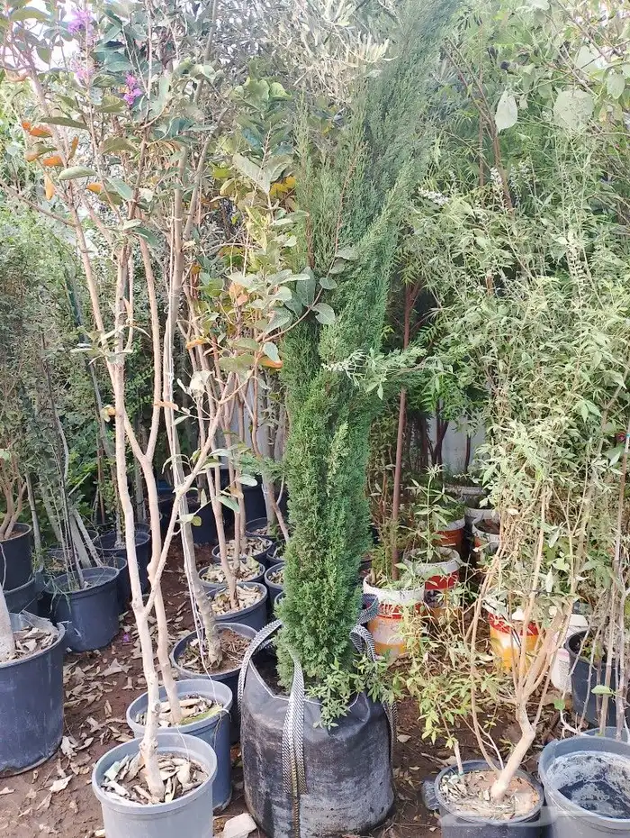 سرو ايطالي رقم وحد من 3 متر مترين متر 0