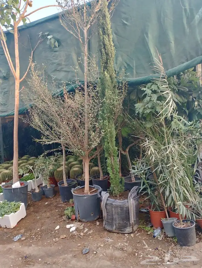 سرو ايطالي رقم وحد من 3 متر مترين متر 4