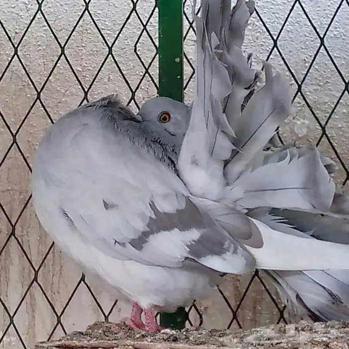 حمام فانتيل بودرة تم البيع 8