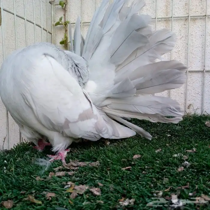 حمام فانتيل بودرة تم البيع 6