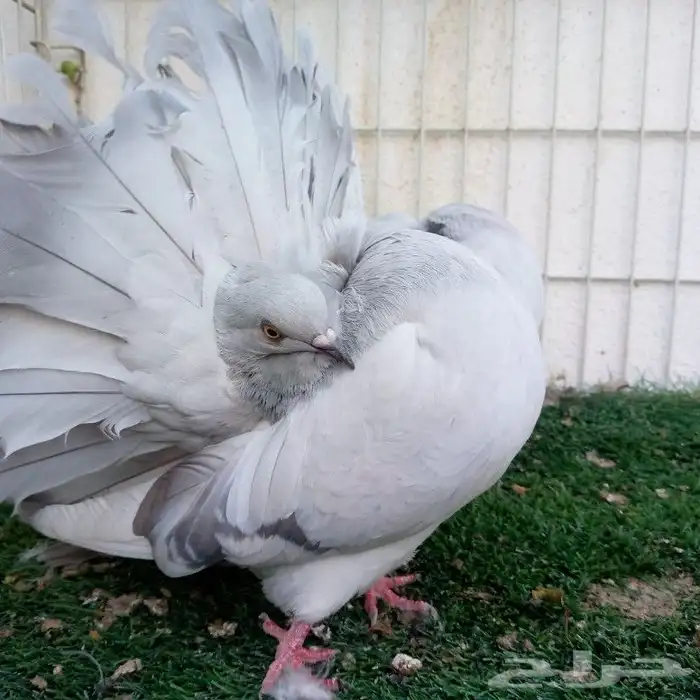 حمام فانتيل بودرة تم البيع 4