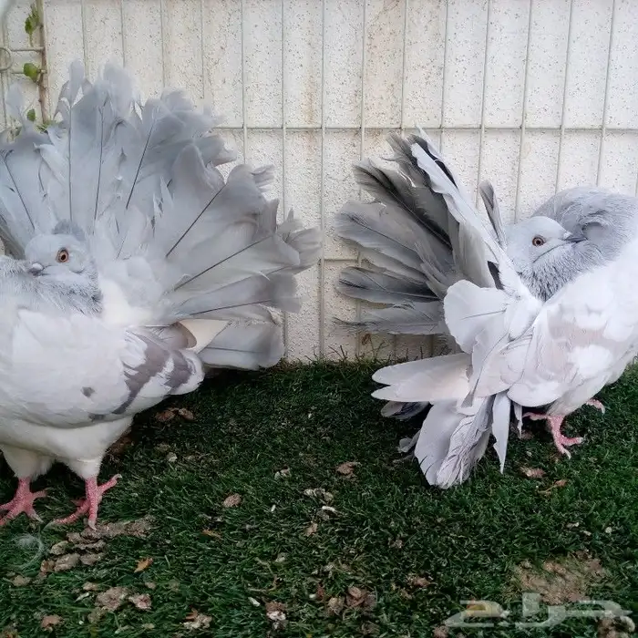 حمام فانتيل بودرة تم البيع 0