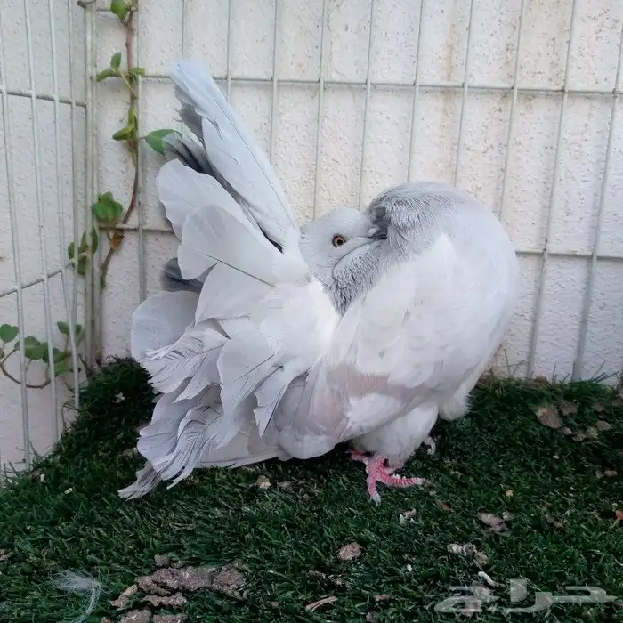 حمام فانتيل بودرة تم البيع 5