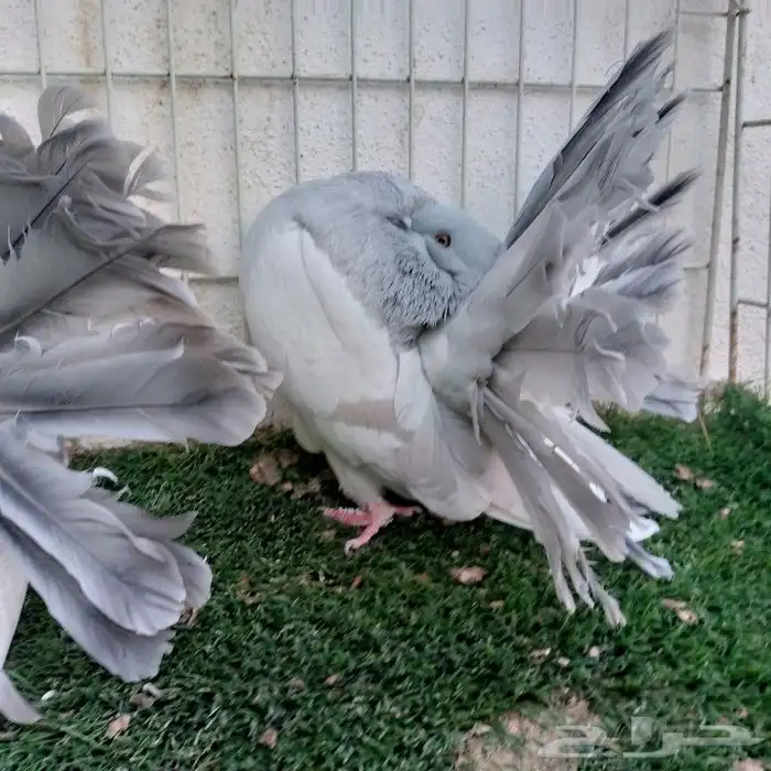 حمام فانتيل بودرة تم البيع 2