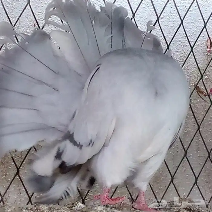 حمام فانتيل بودرة تم البيع 1