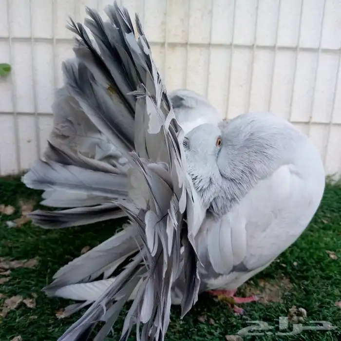 حمام فانتيل بودرة تم البيع 3