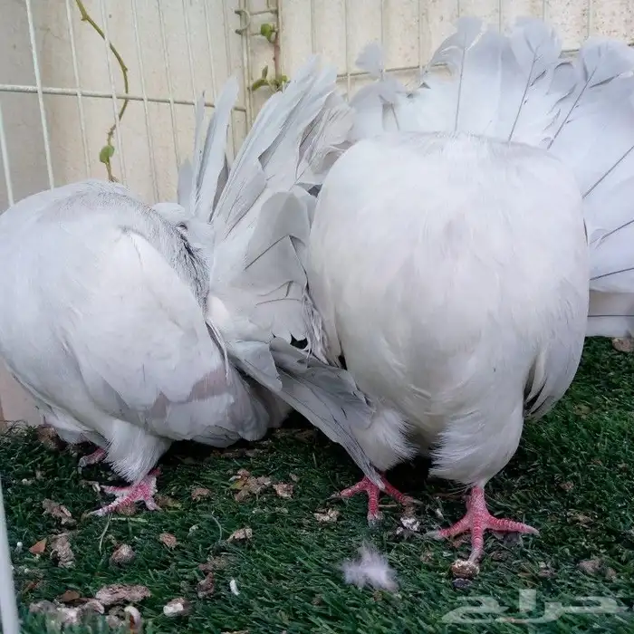 حمام فانتيل بودرة تم البيع 7