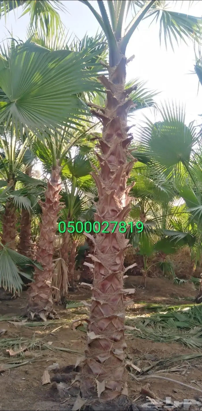 نخل واشنطني نخل ملوكي أشجار ثيل واشنطونيا 8