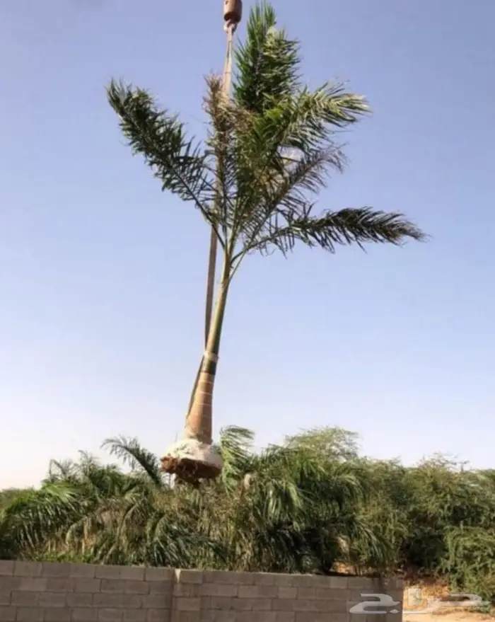 نخل واشنطني نخل ملوكي أشجار ثيل واشنطونيا 4