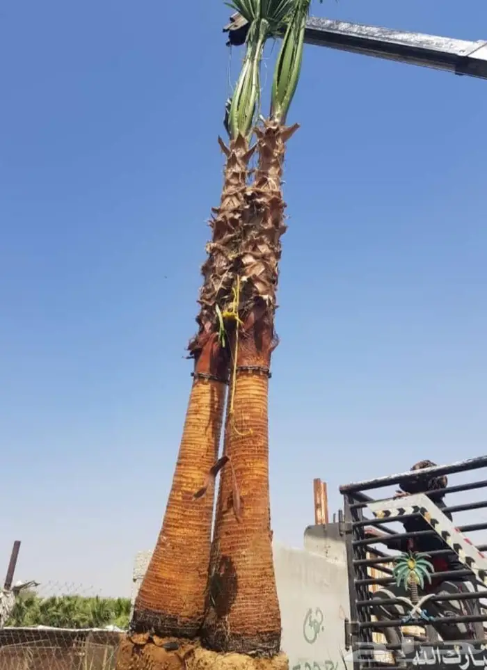 نخل واشنطني نخل ملوكي أشجار ثيل واشنطونيا 7