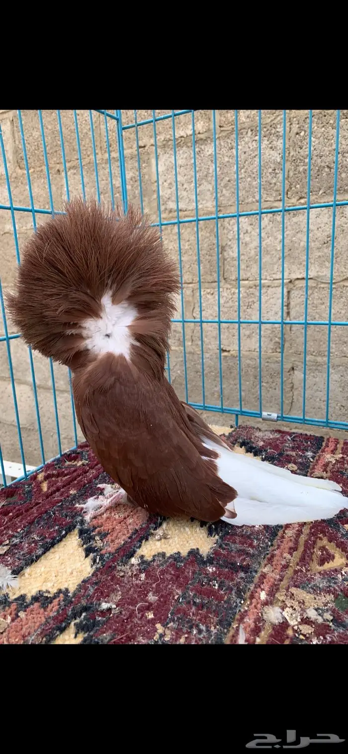 جاكوبين 0