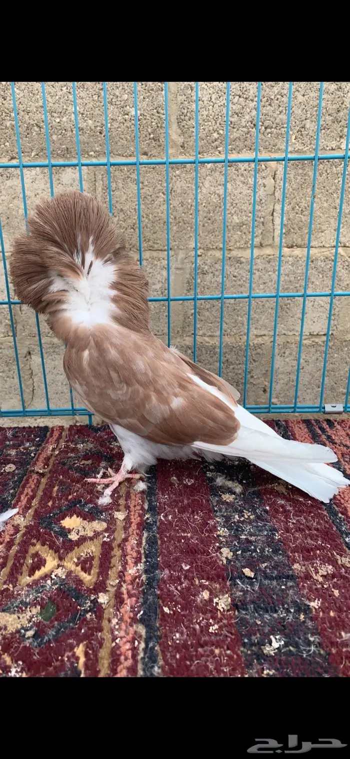 جاكوبين 1