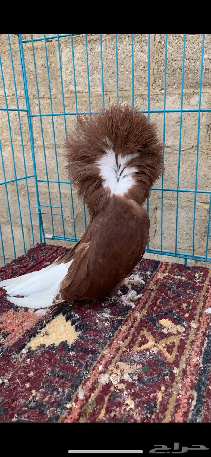 جاكوبين 2