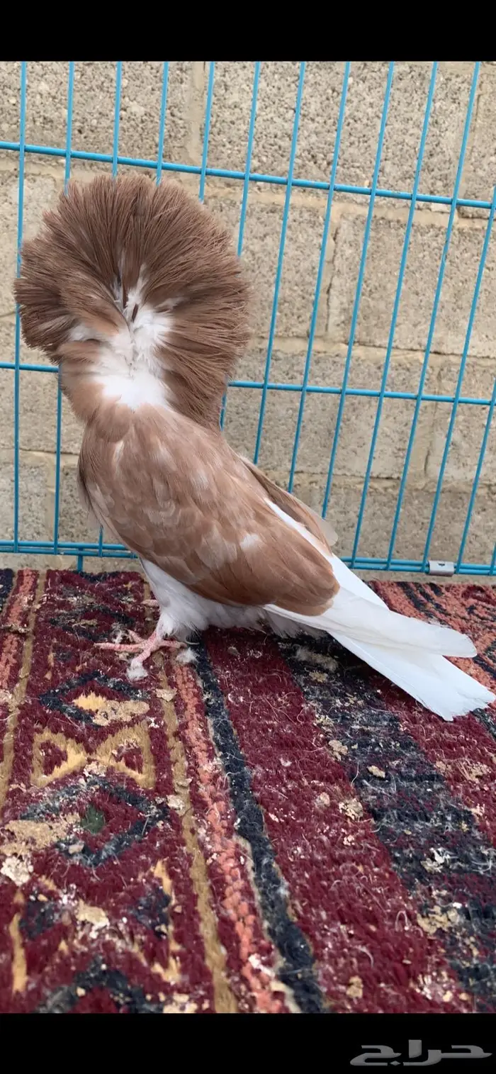 جاكوبين 4