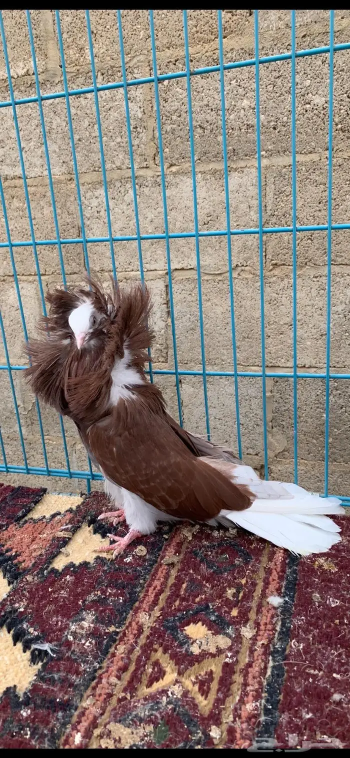 جاكوبين 6