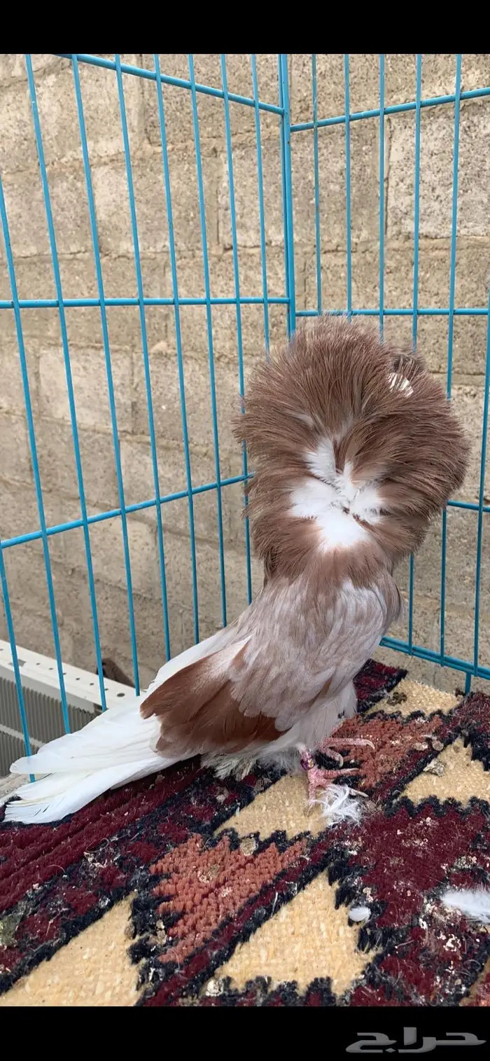 جاكوبين 3