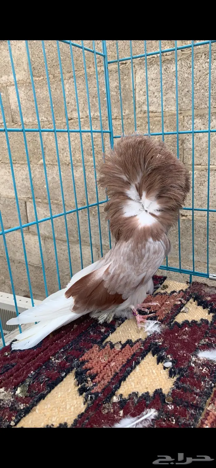 جاكوبين 5