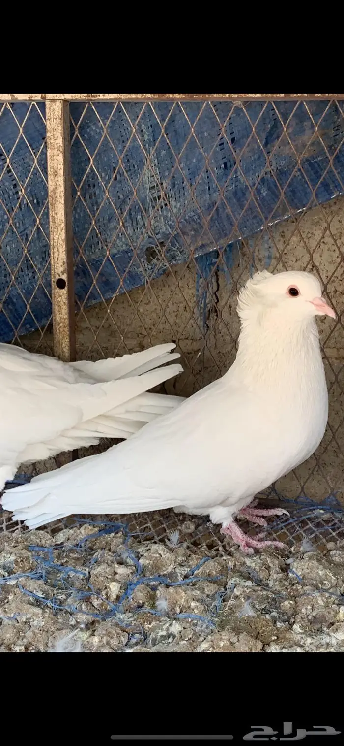 مصري  تم البيع ... 2