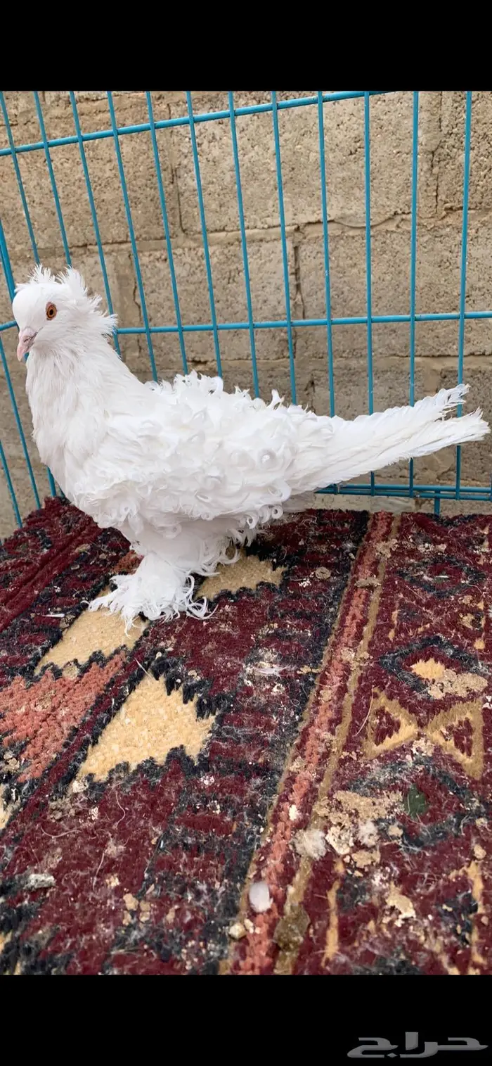 جوزين كيرلي اى مفتل((تم البيع )) 0