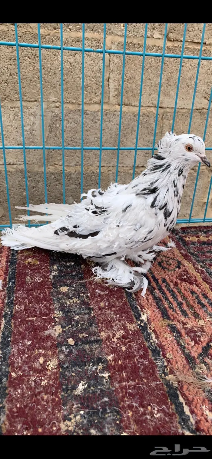 جوزين كيرلي اى مفتل((تم البيع )) 1