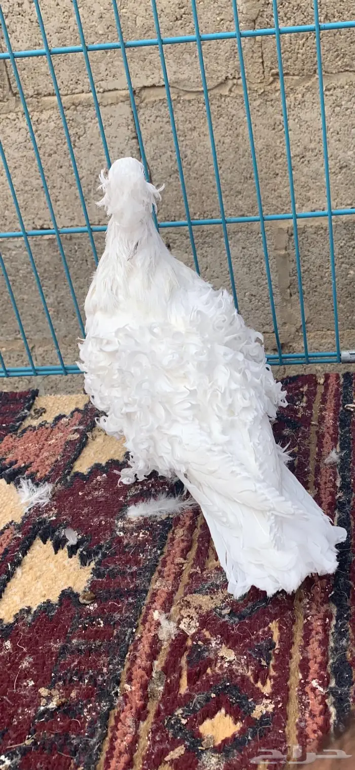جوزين كيرلي اى مفتل((تم البيع )) 2