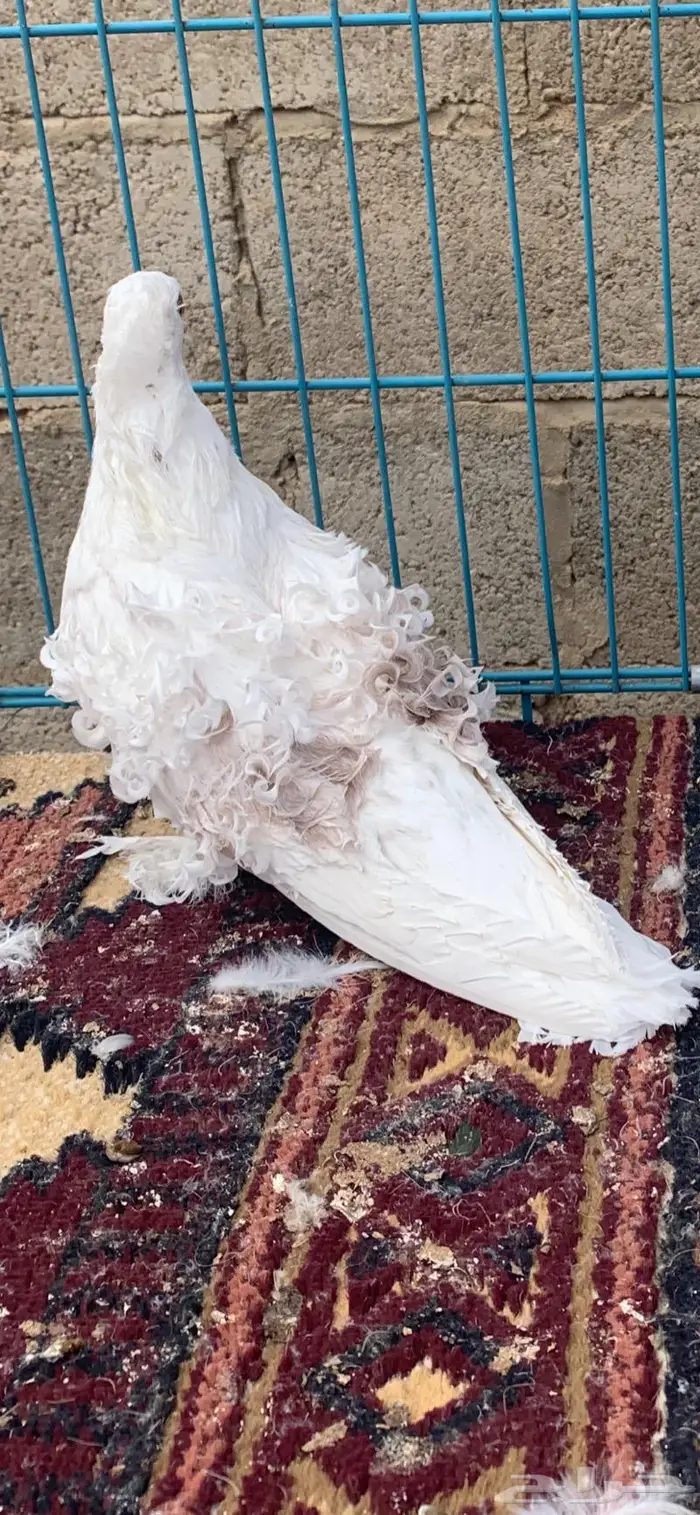 جوزين كيرلي اى مفتل((تم البيع )) 3