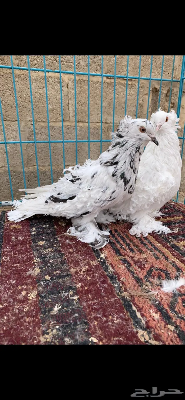 جوزين كيرلي اى مفتل((تم البيع )) 4