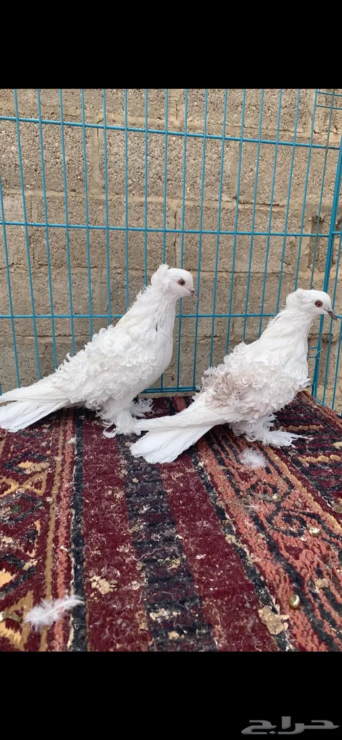 جوزين كيرلي اى مفتل((تم البيع )) 5