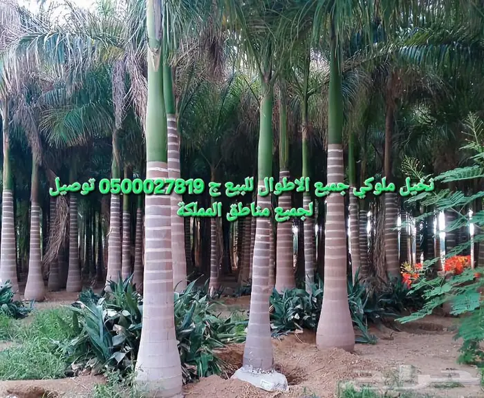 نخل واشنطني نخل ملوكي أشجار ثيل واشنطونيا 2