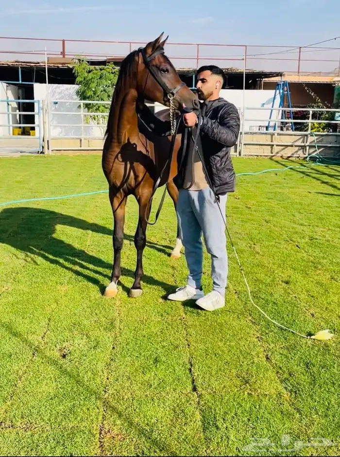 ايواء تدريب عسف ركوب جمال 1