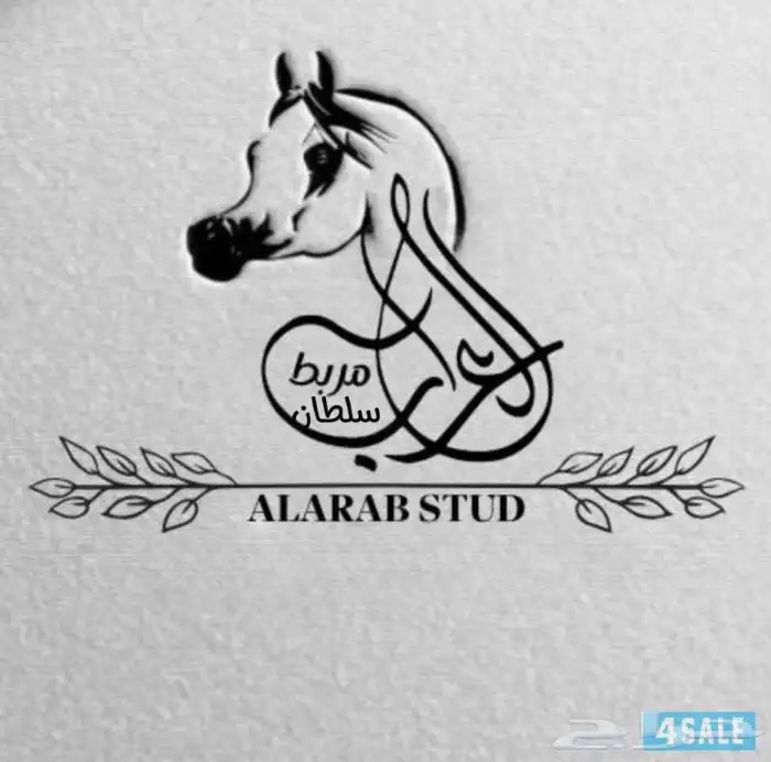 ايوا مربط سلطان الخيل العربية الأصلية 0