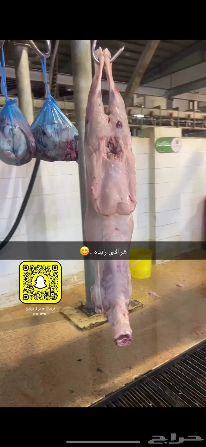 ذبايح عرعر 10