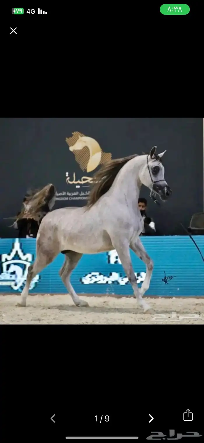 مهره حفيده بطل العالم الكسندر 0