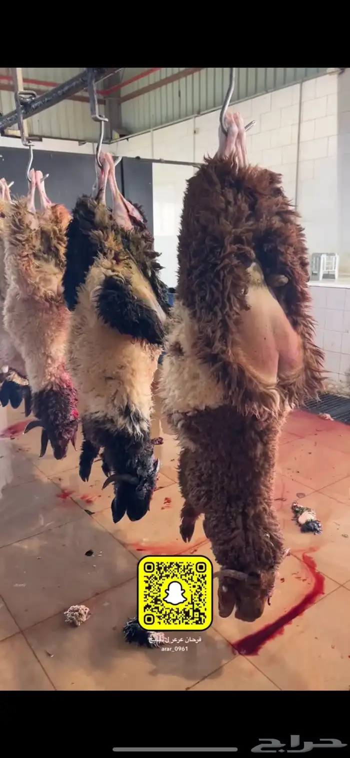 ذبايح عرعر 4