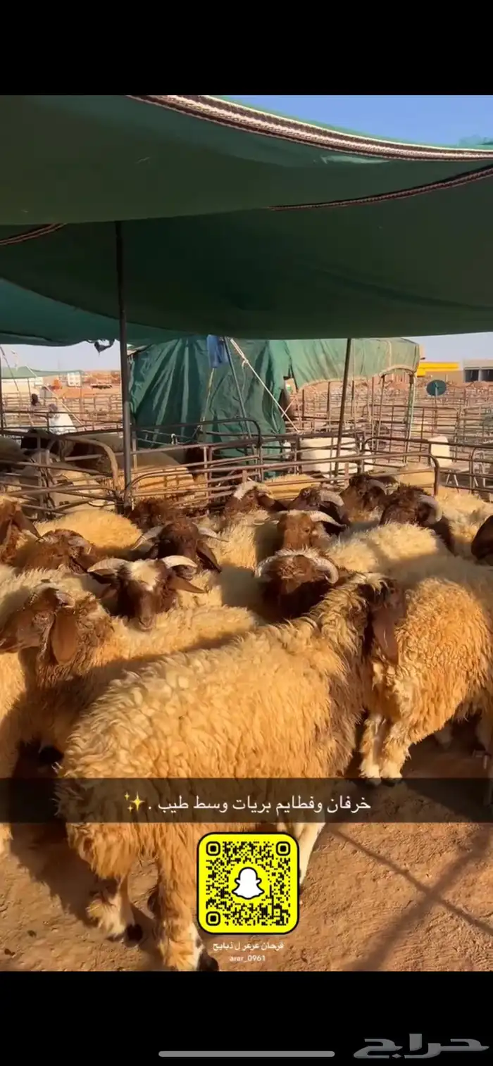 ذبايح عرعر 2