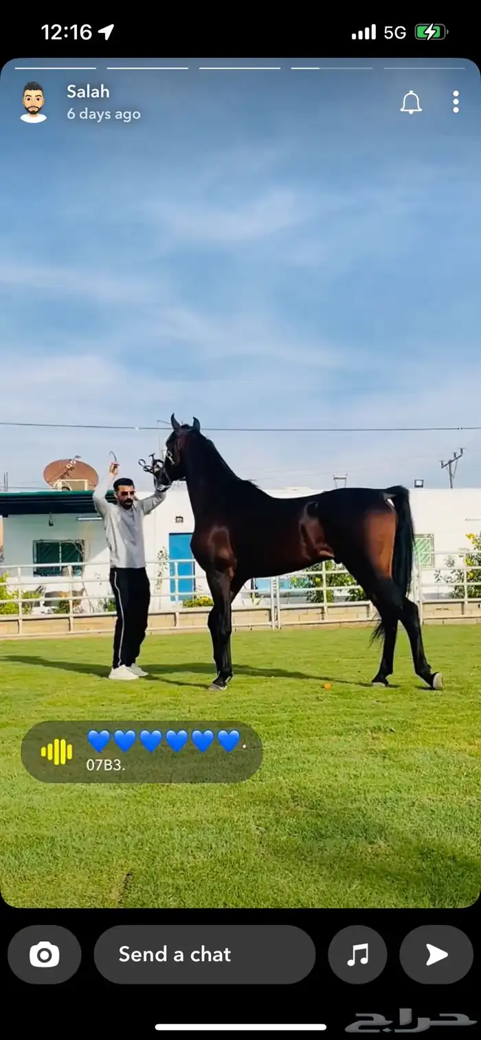 ايواء تدريب عسف ركوب جمال 7