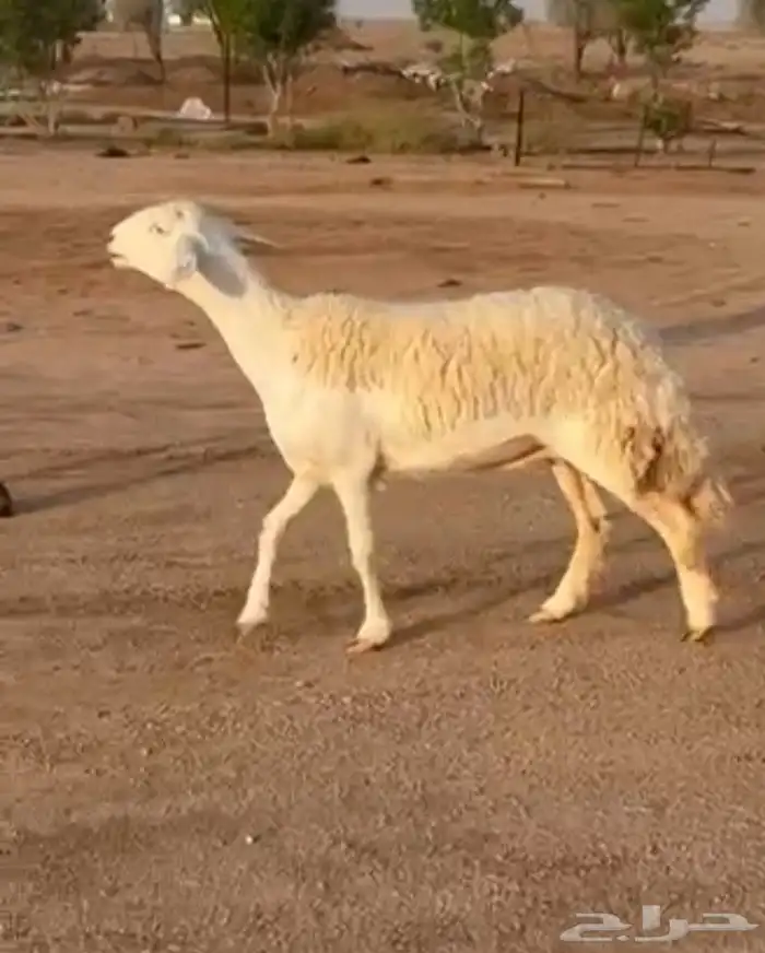 للبيع شياه حريات كفو تمم البيععع 0