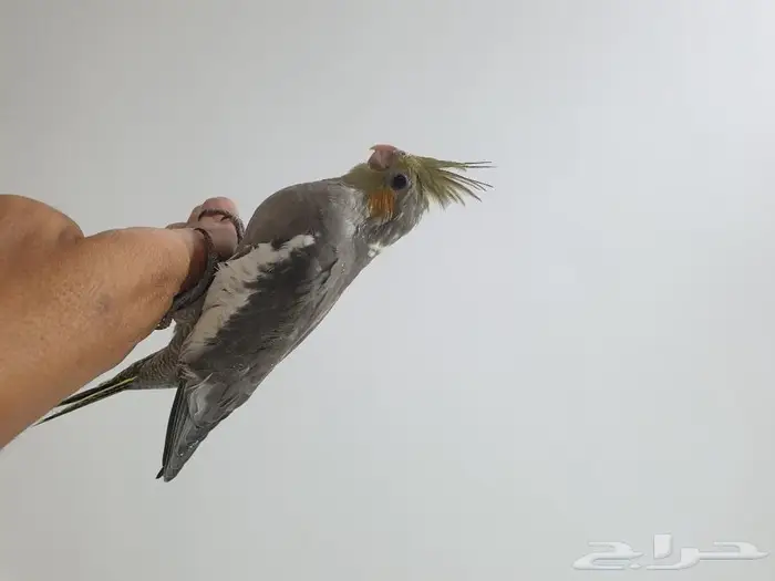 فرخ كروان تم البيع 0