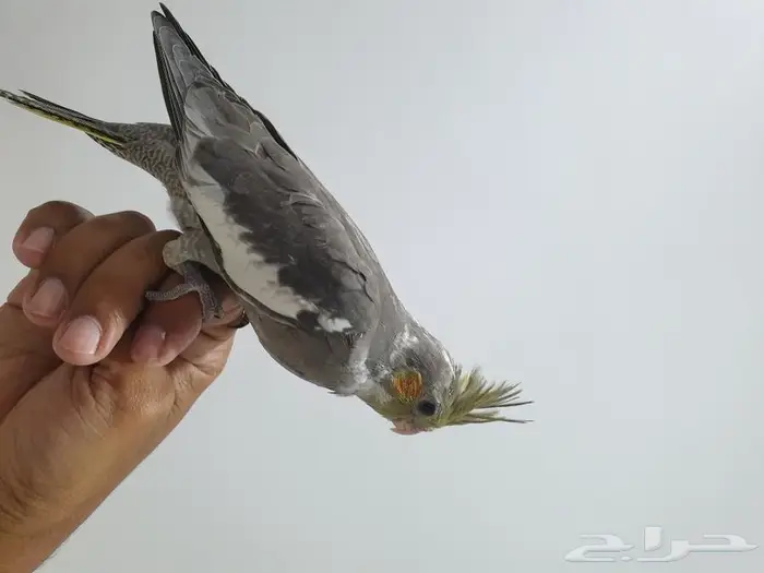 فرخ كروان تم البيع 1